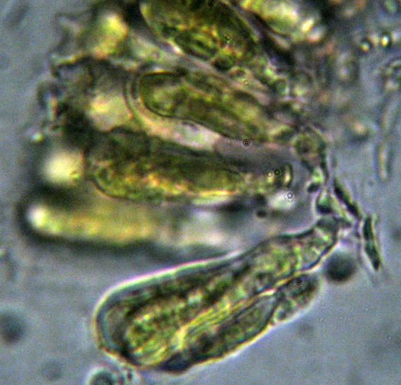 Mycena dal lungo gambo con micro delle spore